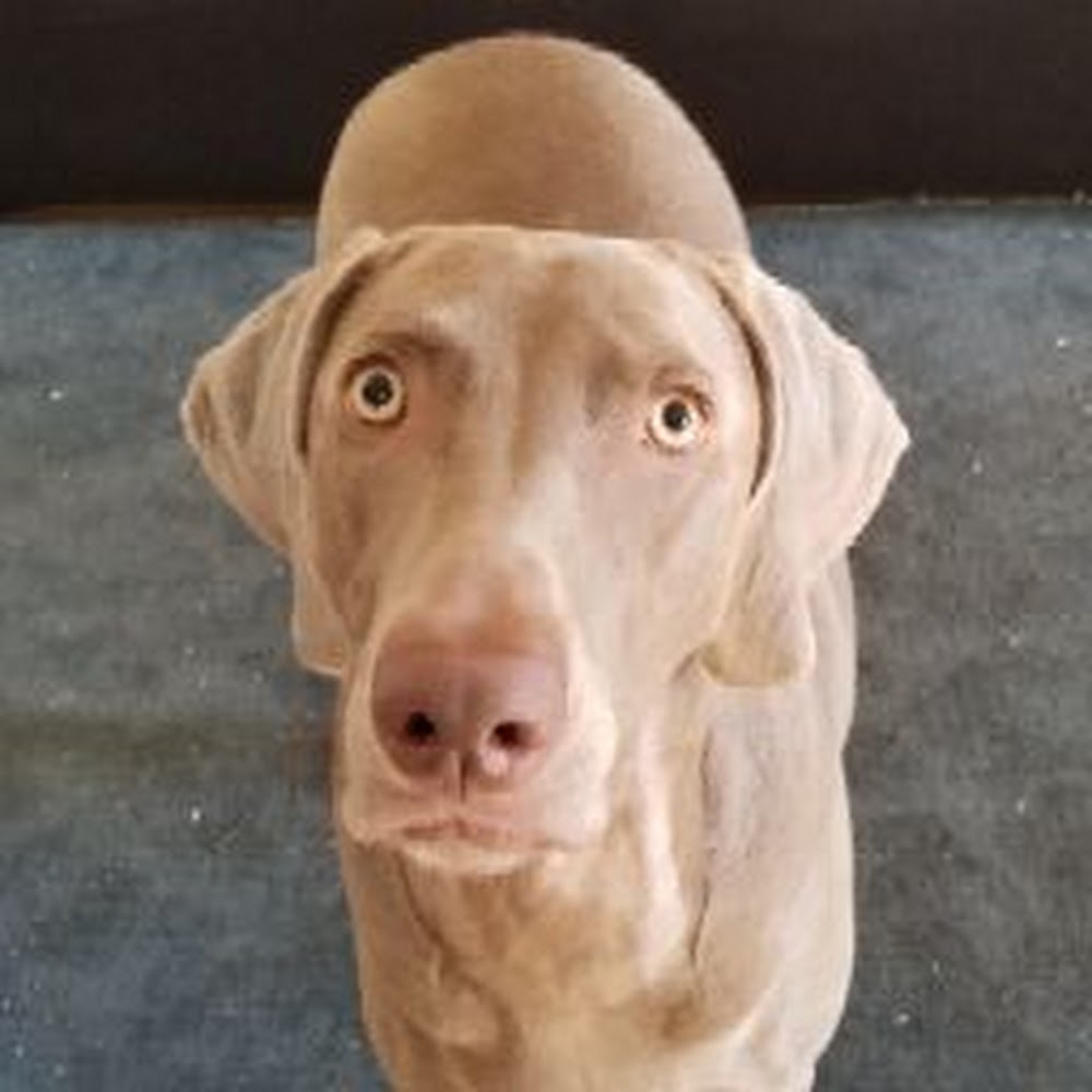 Meet your Posher, Gracie-miley